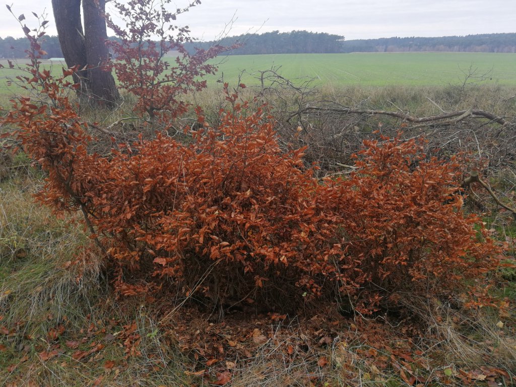 IMG_20201130_132817.jpg