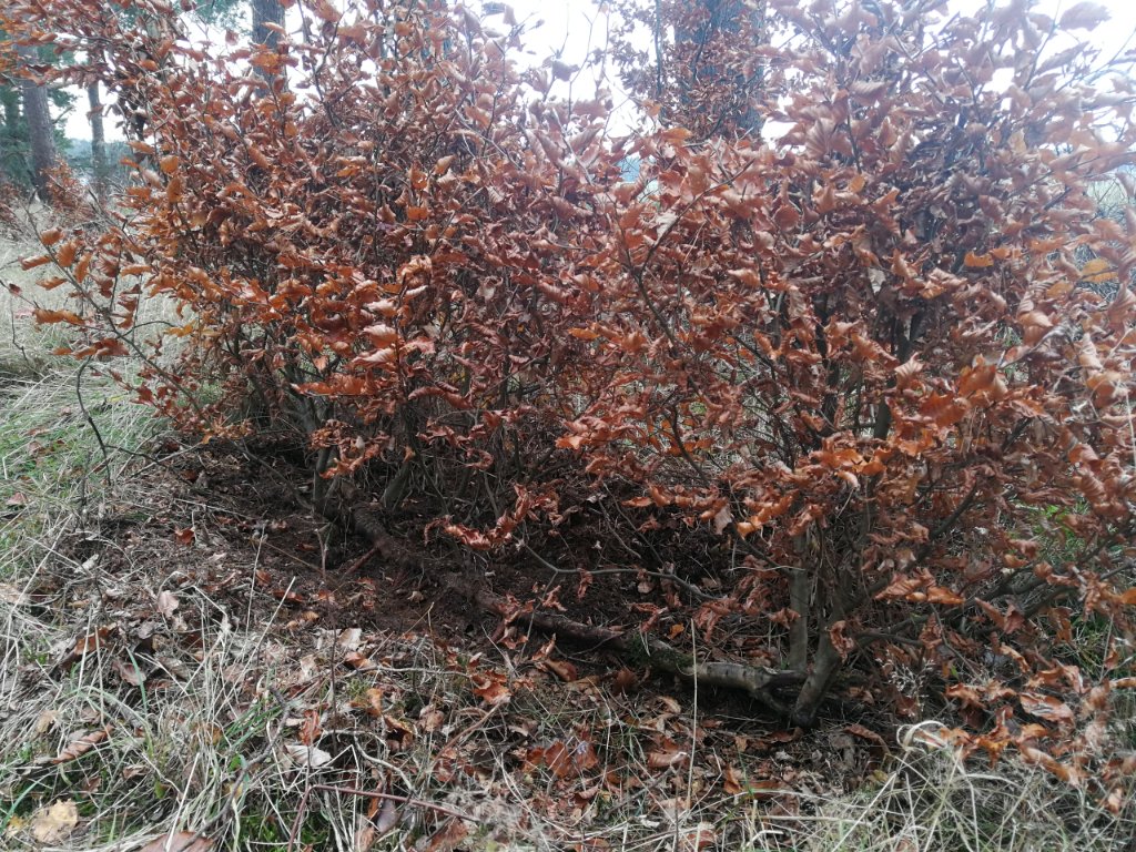 IMG_20201130_133752.jpg