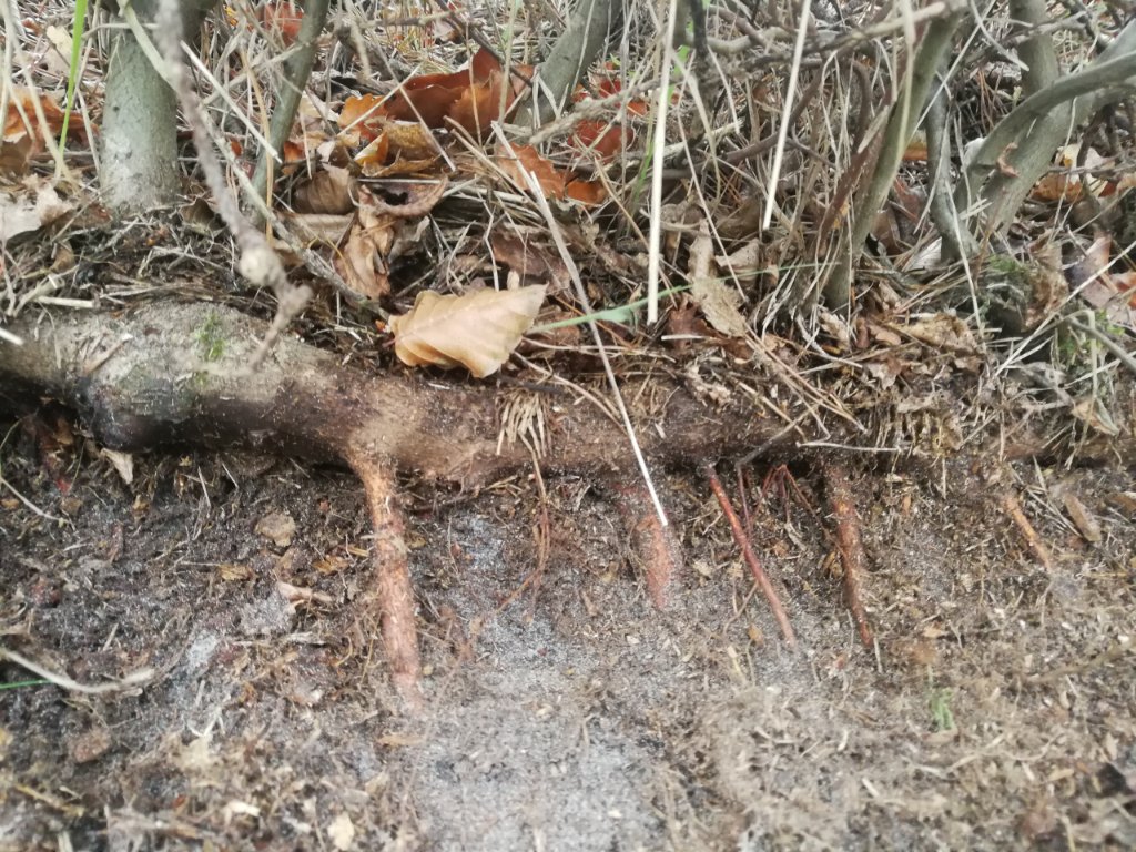 IMG_20201130_132944.jpg