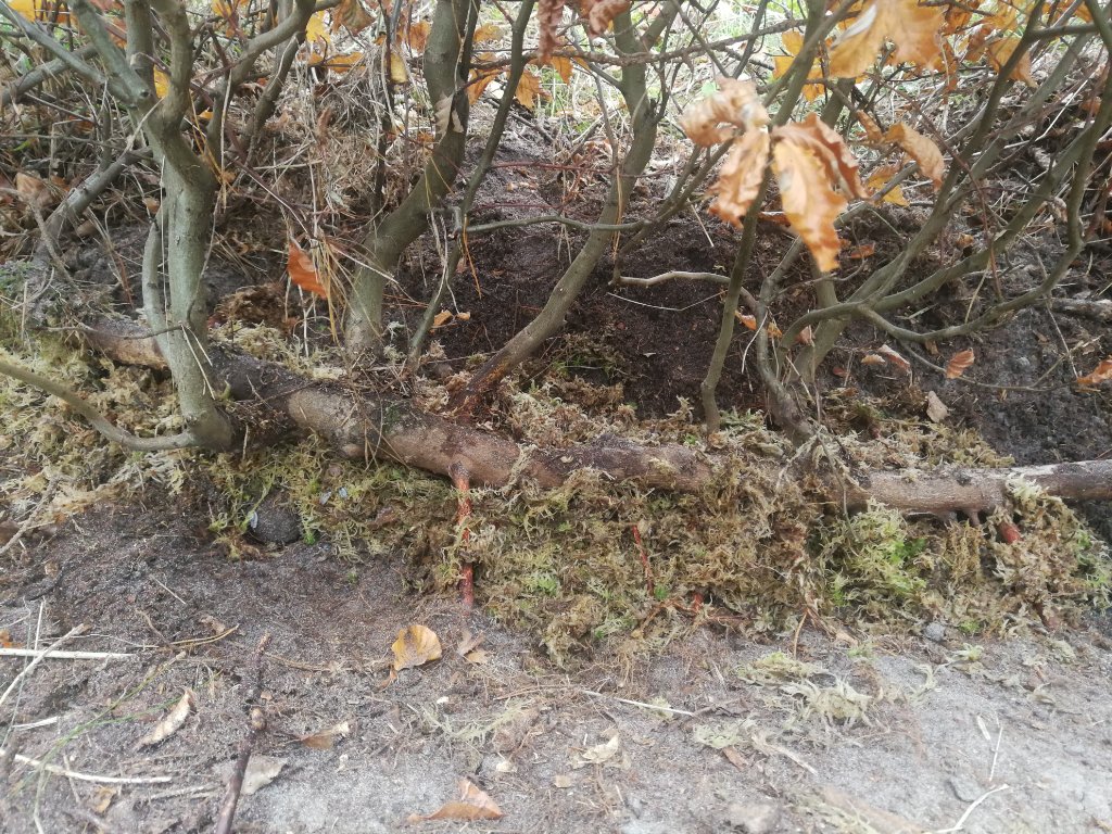 IMG_20201202_112919.jpg