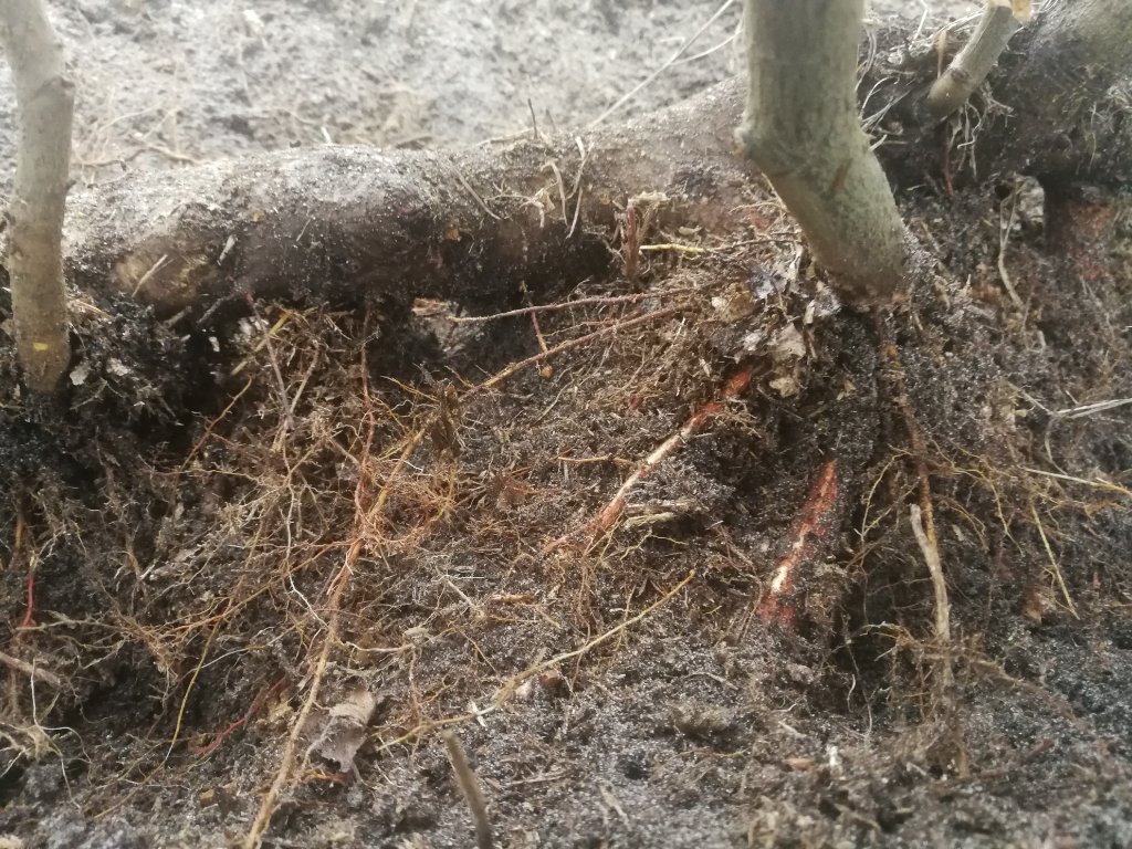IMG_20201202_111624.jpg