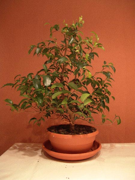 Pflanzencenter Ficus 4