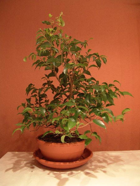 Pflanzencenter Ficus 2