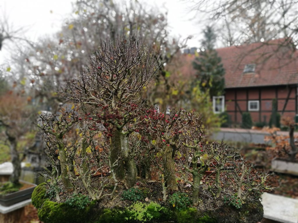 IMG_20201209_130029.jpg