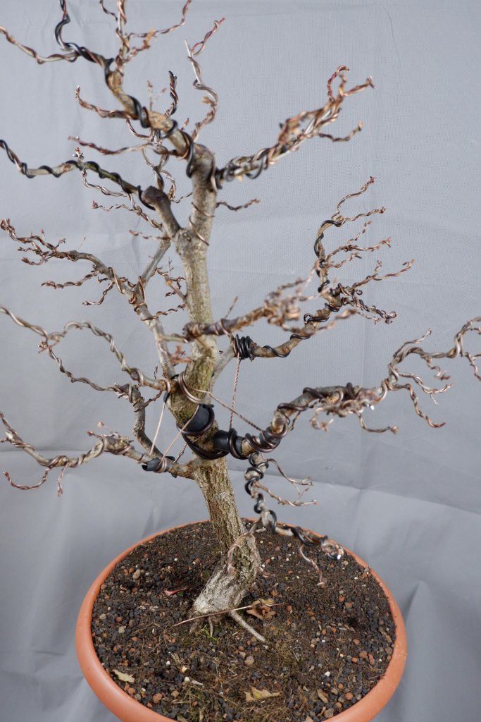 DSCF6493.jpg