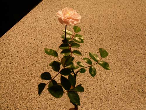 rose_1.2007.jpg