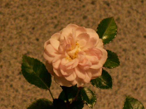 rosenblühte_1.2007.jpg