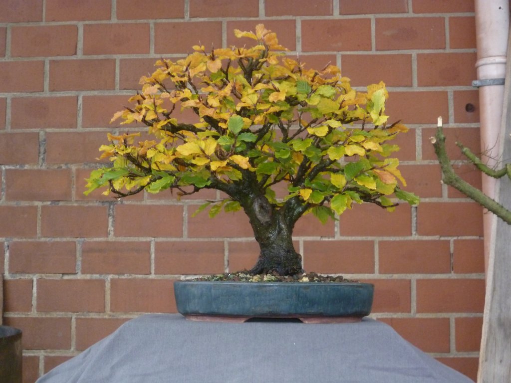 Herbst 2020 (2).JPG