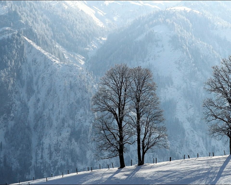 Laubbaum freistehend.jpg