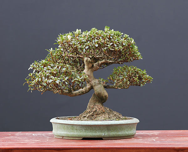 Azalee, 30 cm
