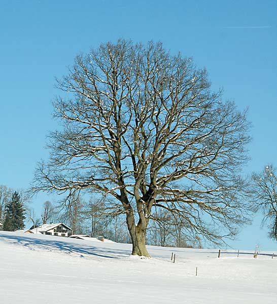 Dsc_2651v.jpg