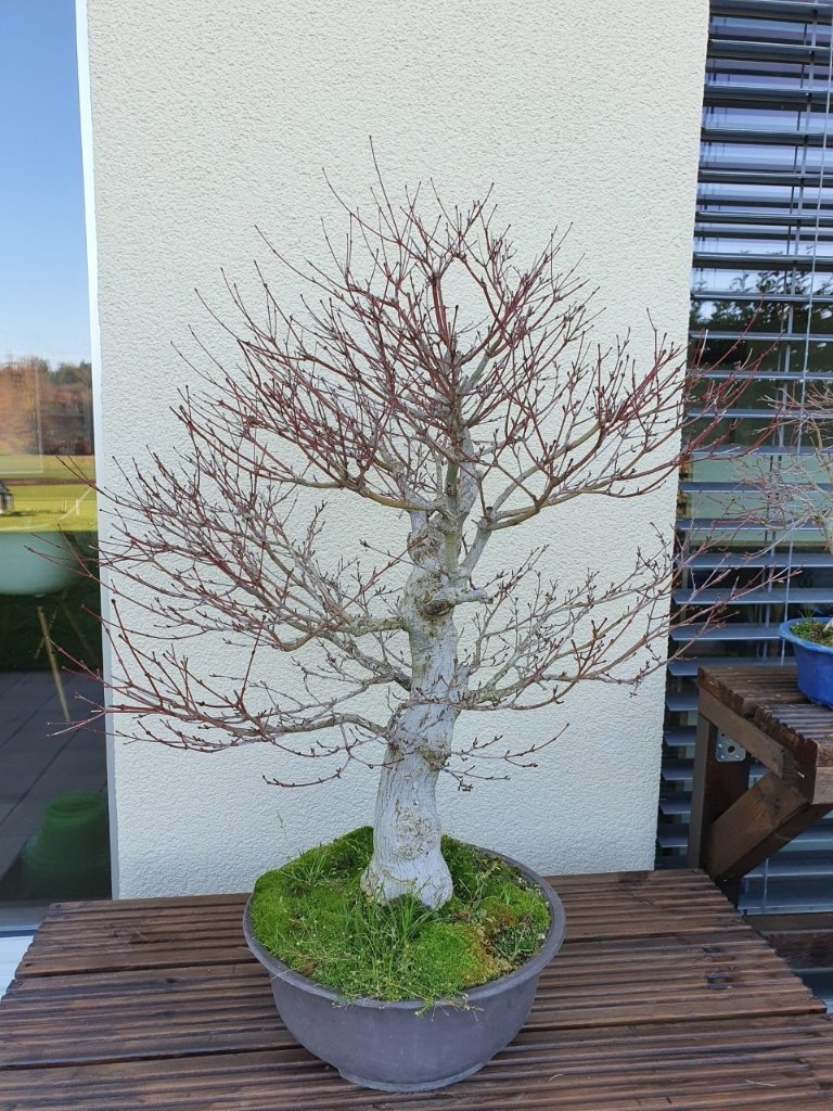 Acer_1.jpg