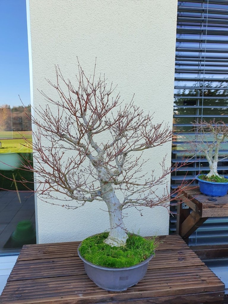 Acer_4.jpg