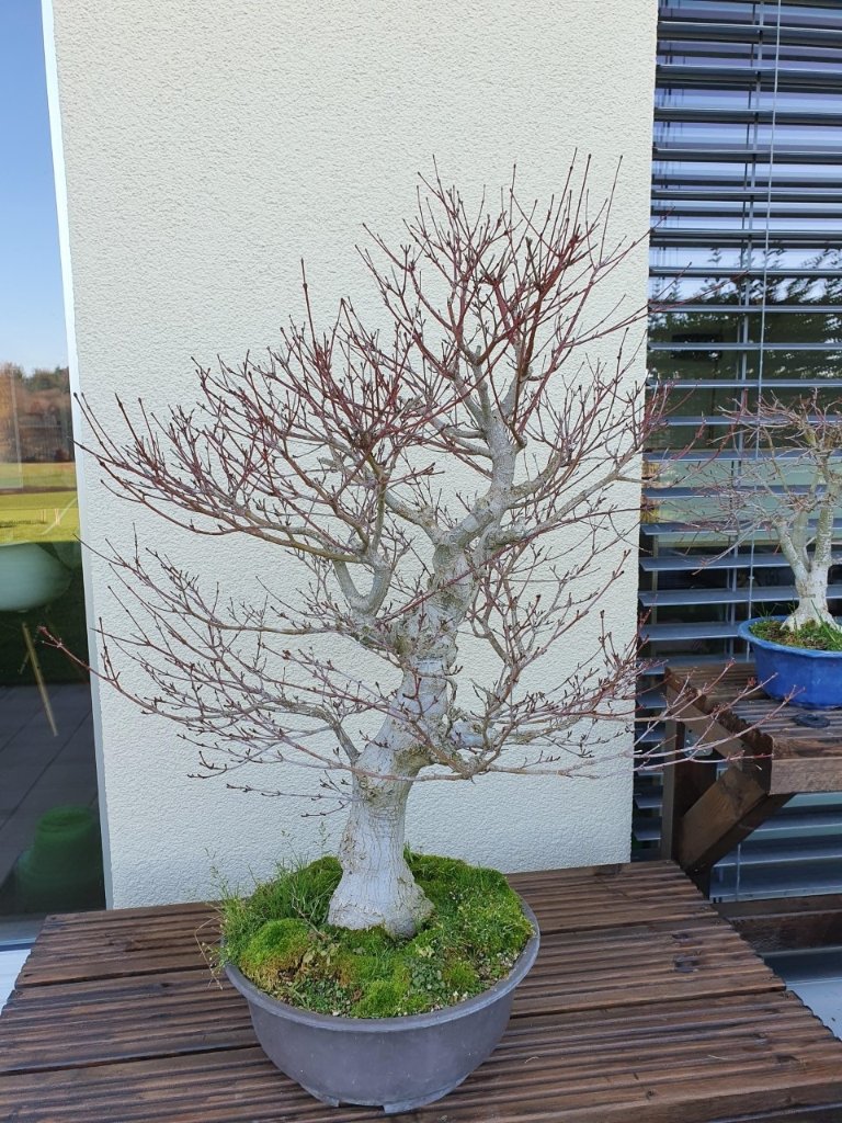 Acer_2.jpg
