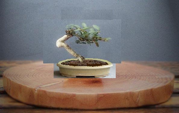 LONICERA virt.JPG
