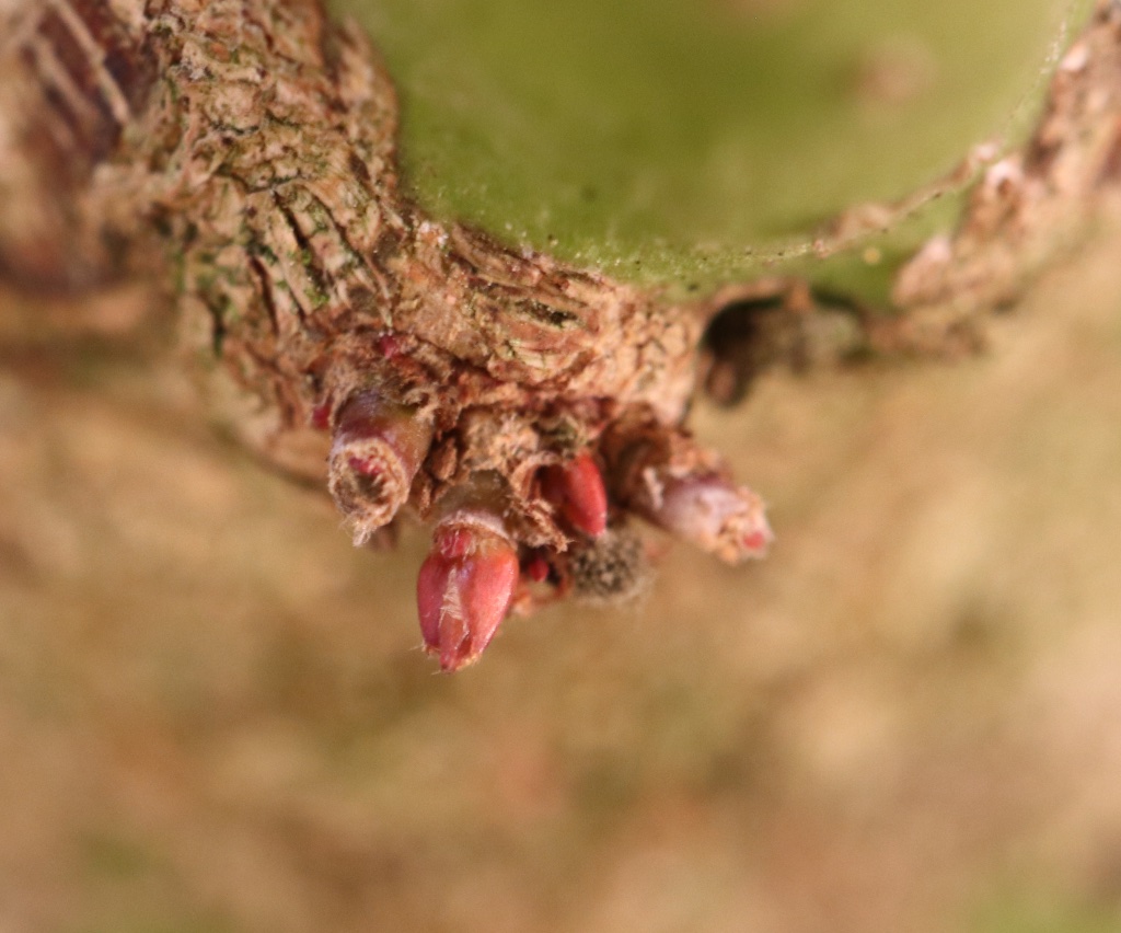 Hier habe ich mal das Makro-Objektiv ausgereizt. Die Knospen waren so winzig, dass ich sie mit bloßem Auge kaum finden konnte. Ich habe sie nach dem Foto entfernt, weil sie an einer Stelle am Stamm saßen, wo ich keine neuen Triebe gebrauchen konnte.
