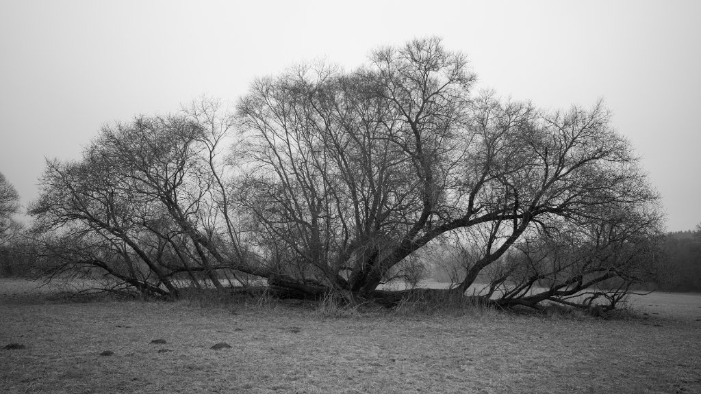 L1009012.jpg