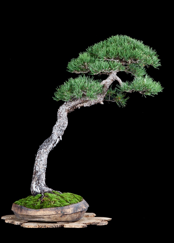 Spirke, Pinus uncinata, Literatenform, ca. 90 cm