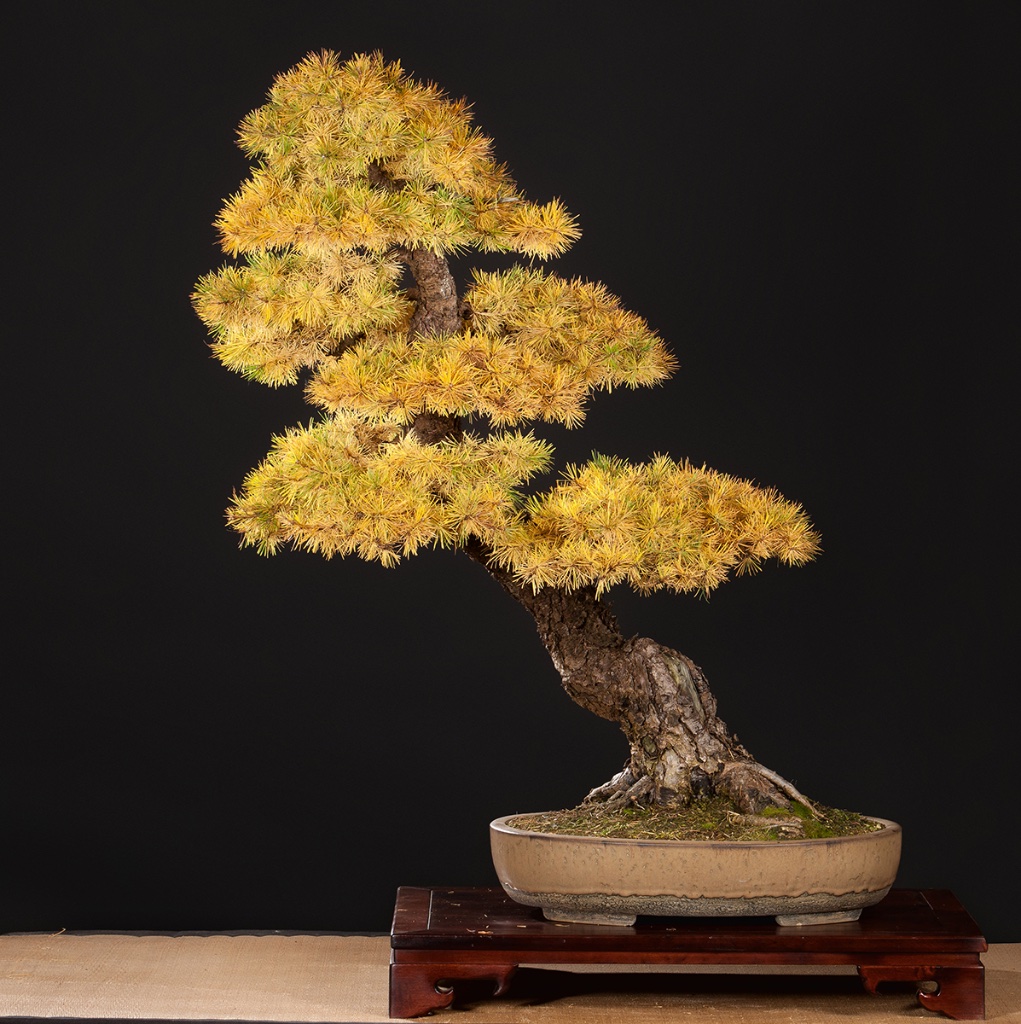 Europ. Lärche, Larix decidua, geneigter Stamm, ca. 90 cm