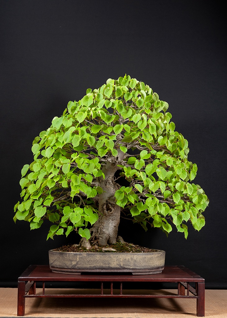 Winter-Linde, Lilia cordata, frei aufrechte Form, ca. 80 cm