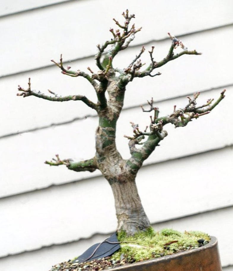 AcerPalmShishigashira01_2019-030.jpg