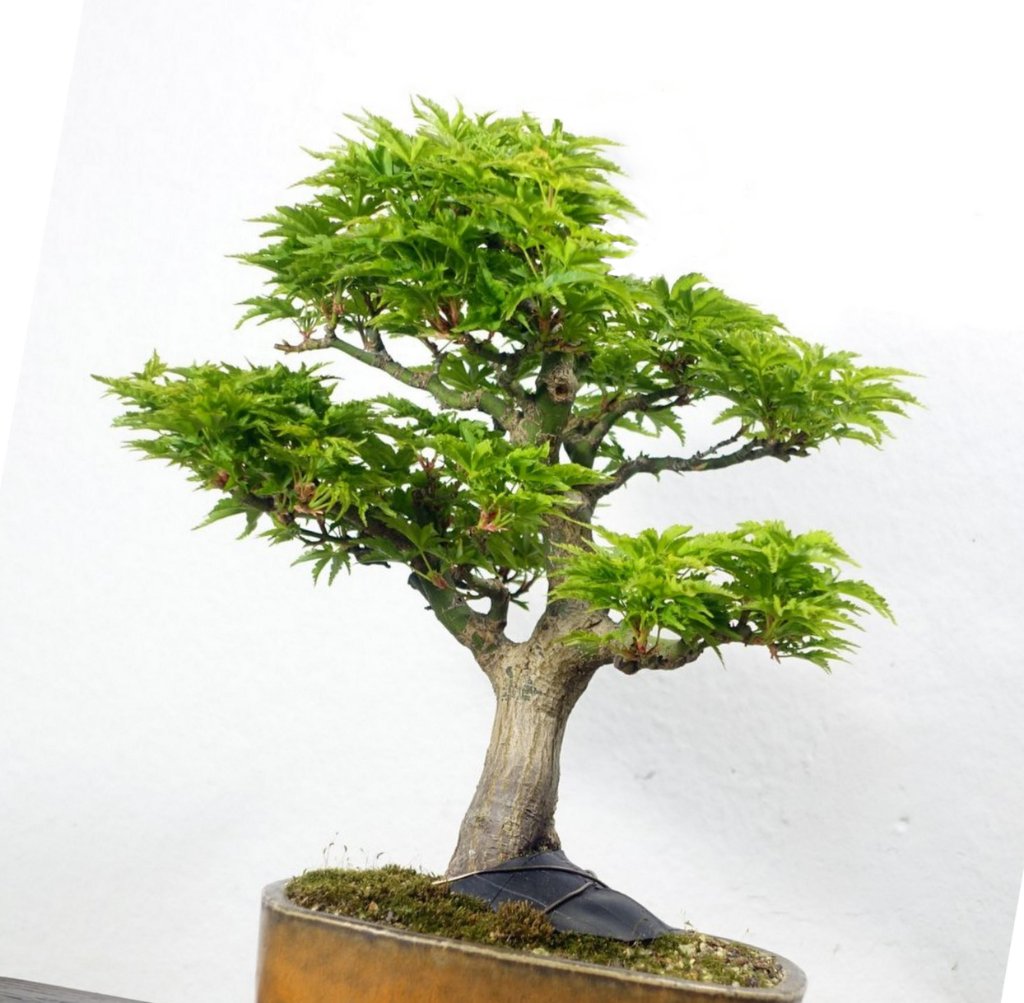 Bonsai1-002Tomsai.jpg