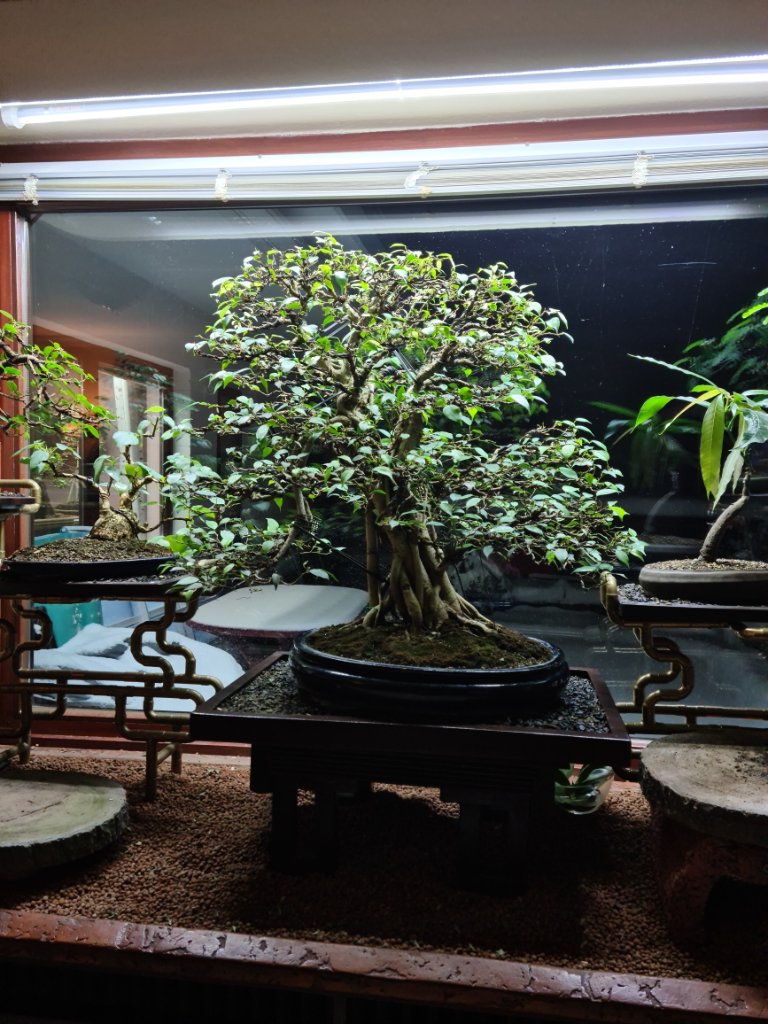 Ficus 93 -15.02.21.jpg
