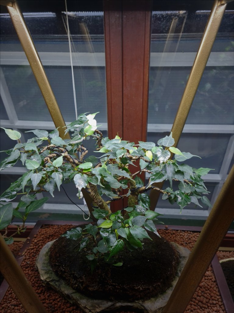 Ficus religiosa.jpg