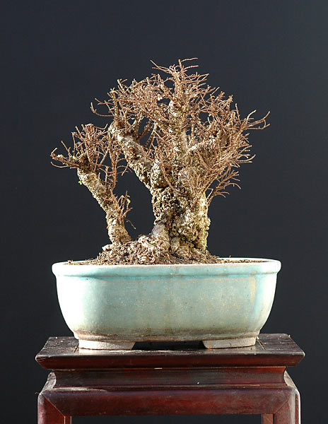 ebenso, 17 cm