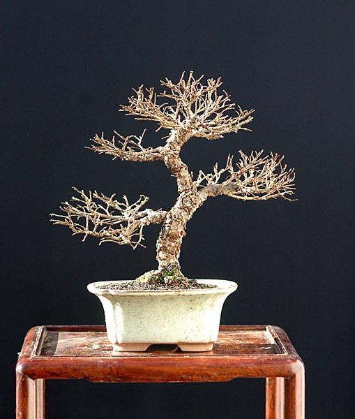 Chin. Ulme 'Seijo', 15 cm