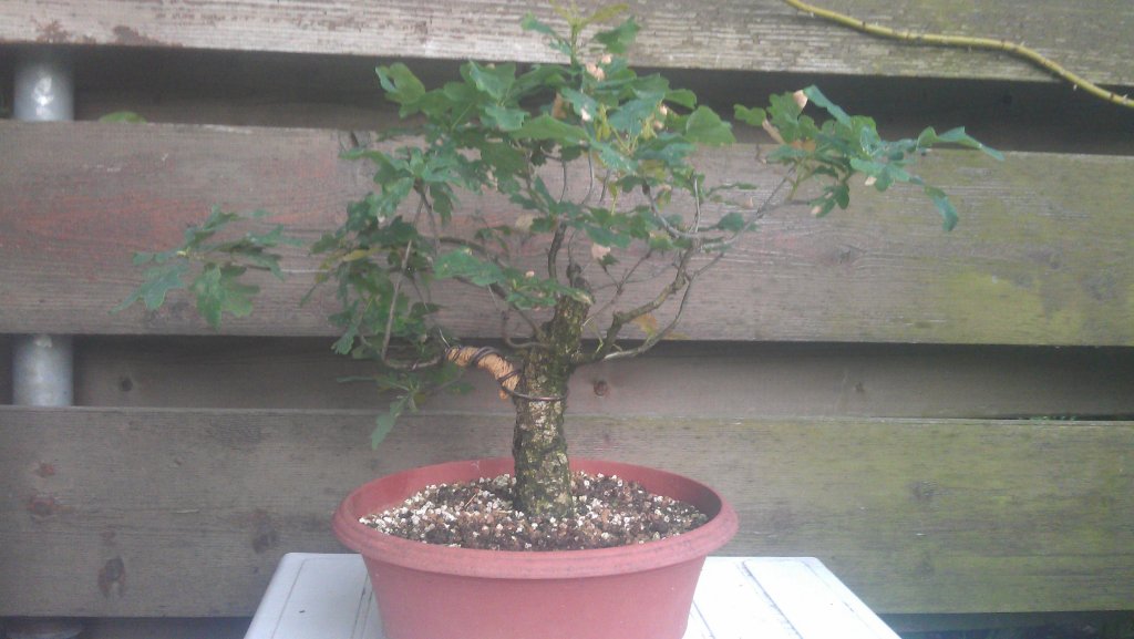 IMAG0217.jpg