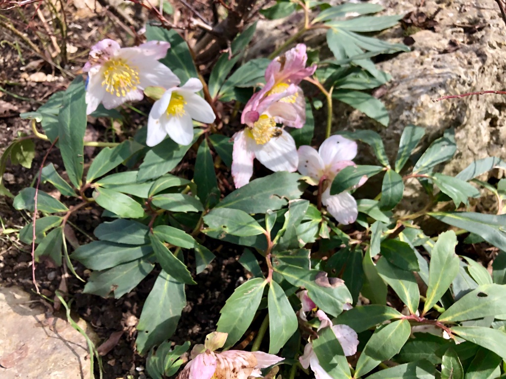 Christrose