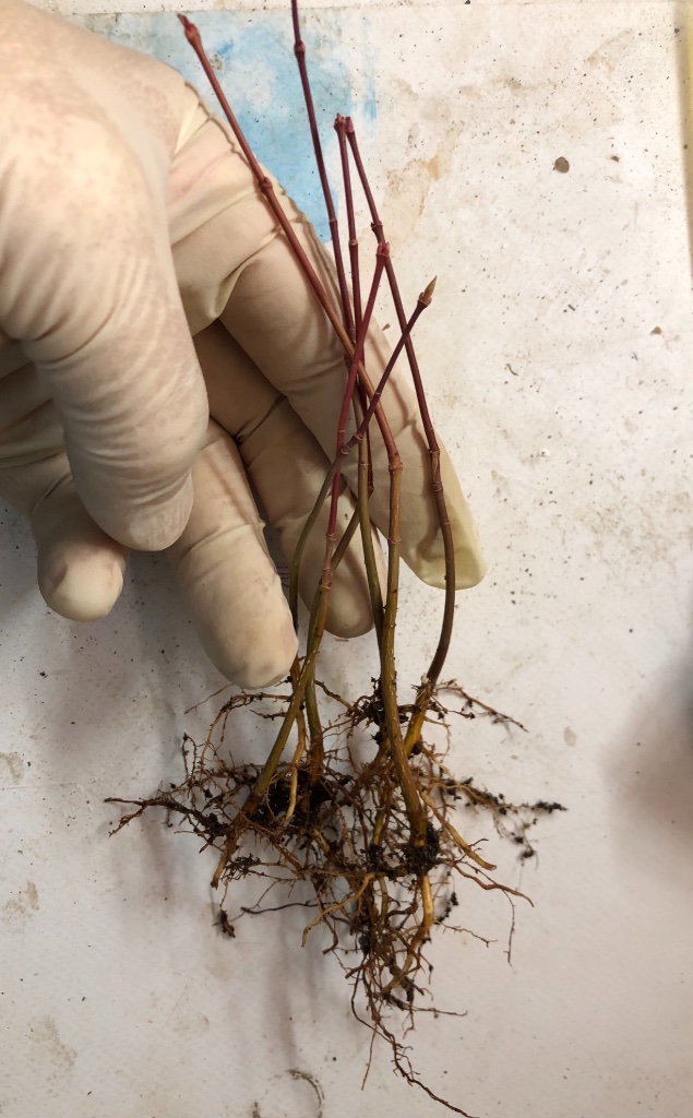 einjährige Palmatum-Sämlinge