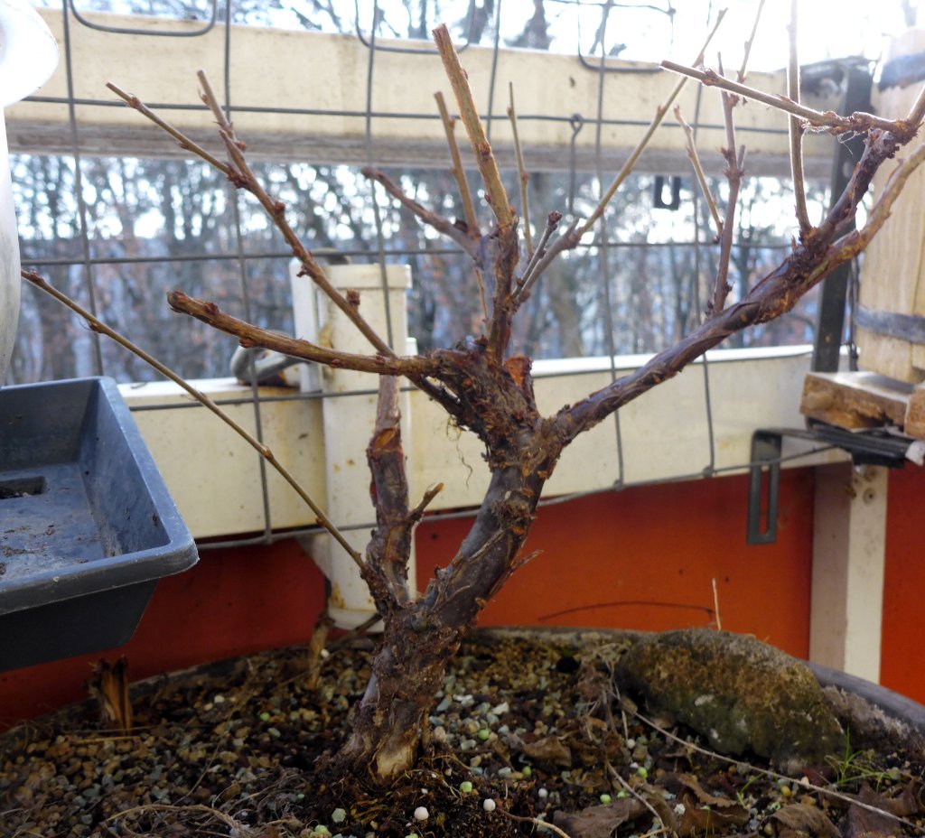 P1180008cvbn.JPG