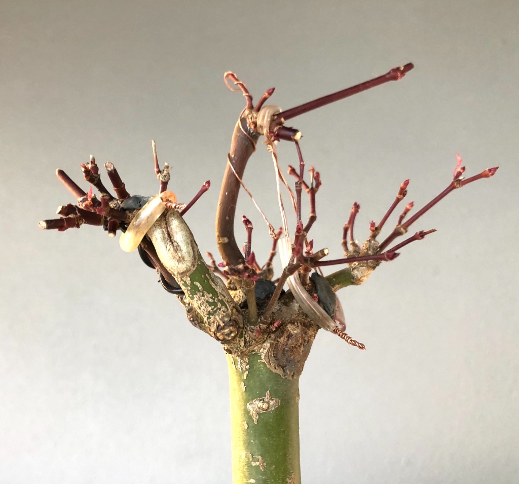 tempImageEOhfXr.jpg
