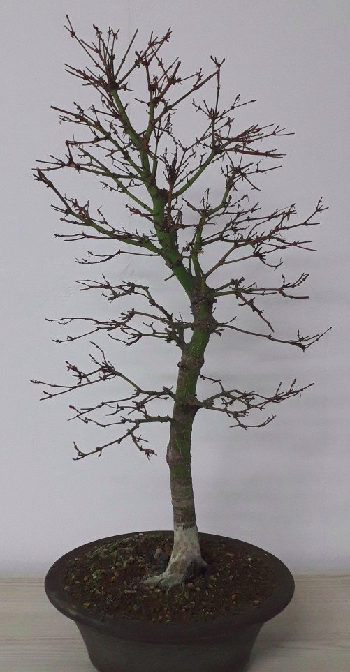 Fächerahorn_Feb21.jpg