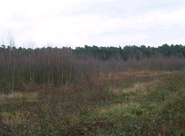 Wald 1.jpg