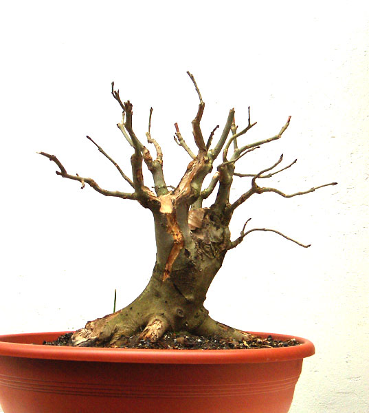 Fraxinus excelsius nach der 2. VP.