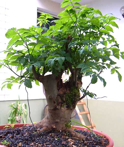 Fraxinus excelsior in der 1. VP nach dem Sammeln.