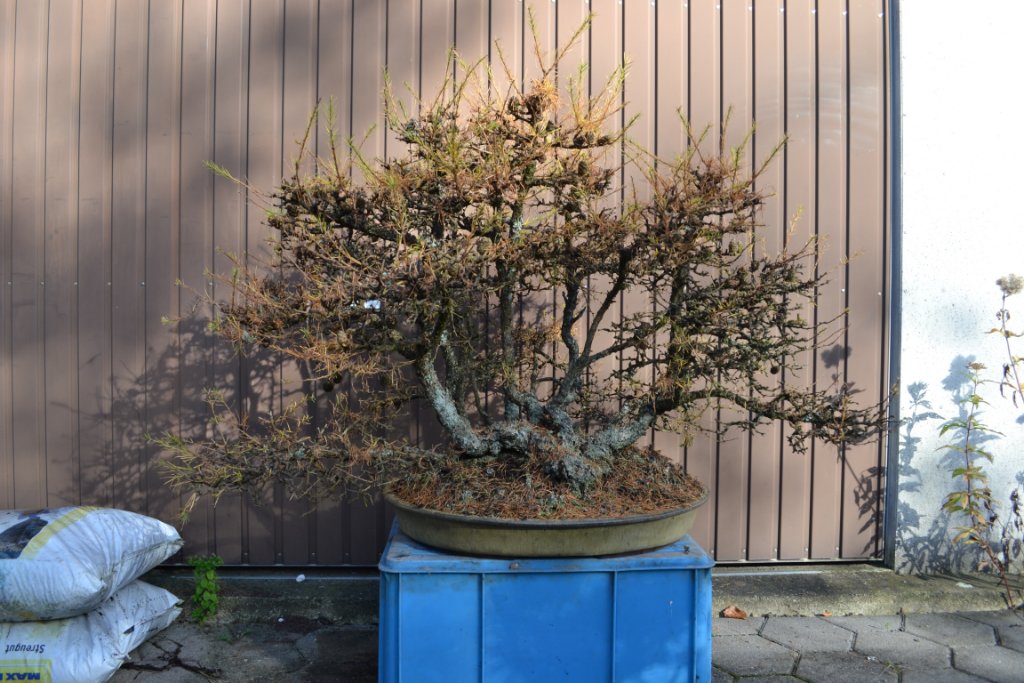 2015-11-03_12-45-13_Larix.ssp.jpg