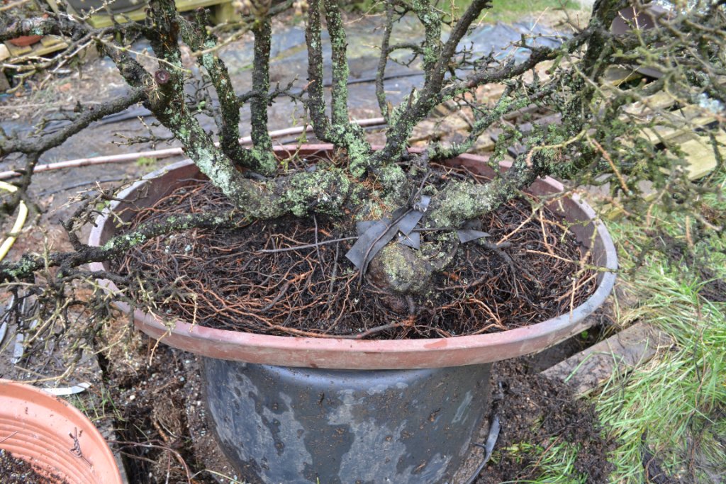 2016-03-12_16-49-13_Larix.ssp.jpg