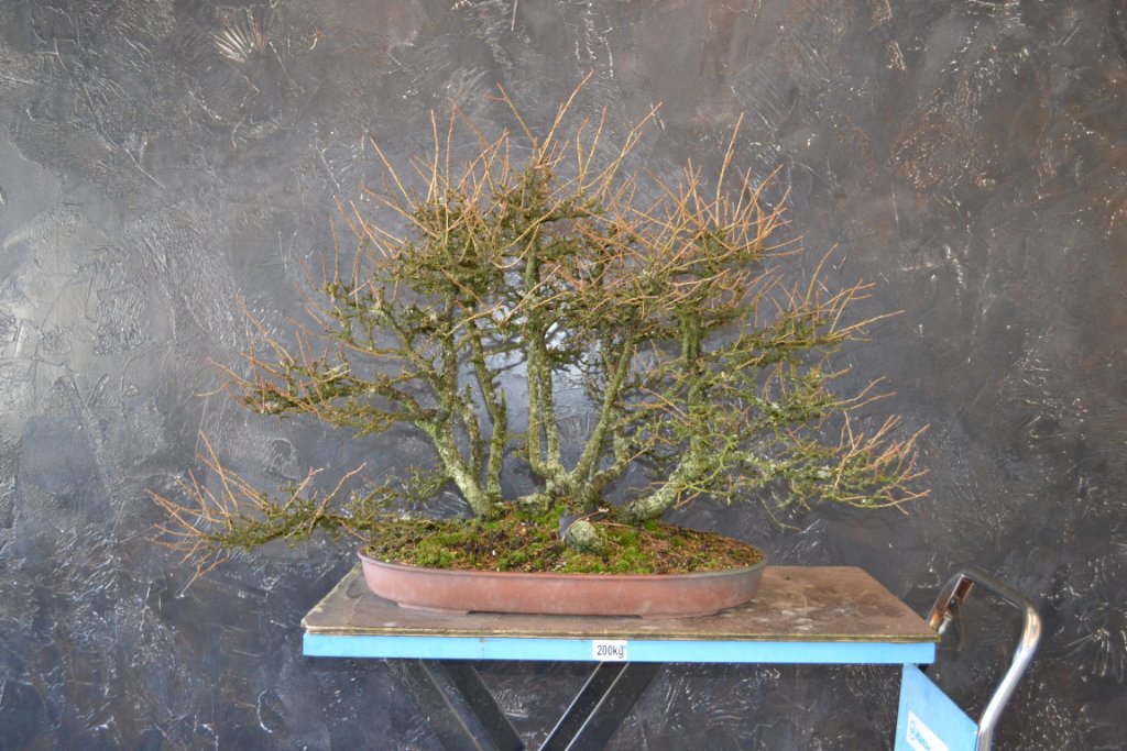 2017-01-06_12-05-30_Larix.ssp.jpg