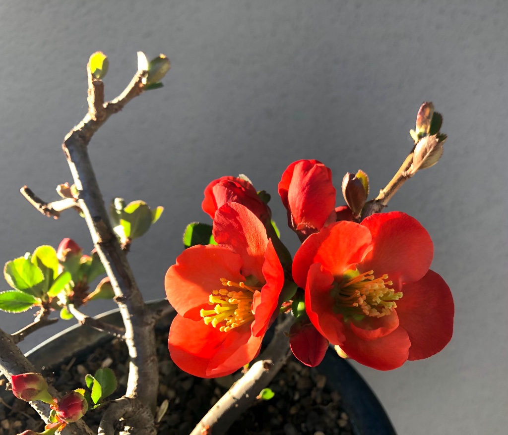Chaenomeles japonica
