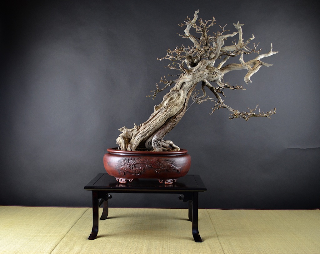 Prunus mahaleb, Schale: Peter Krebs
