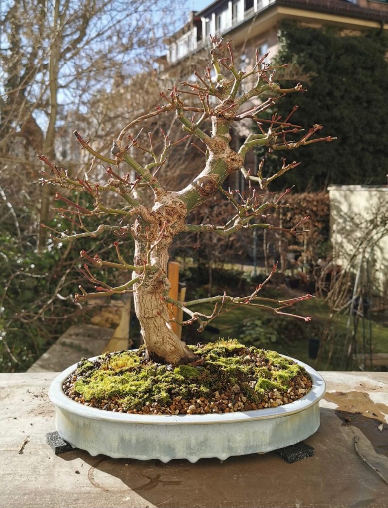 Benichidori in neuer Schale