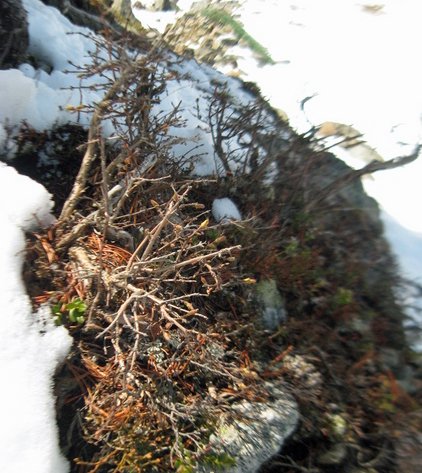 Juni 2010 neu.jpg