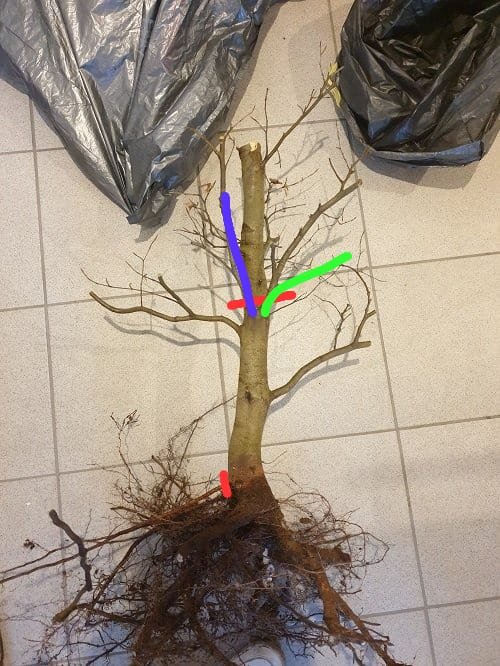 wieder blau Stammfortführung, den grünen Ast noch ein wenig abspannen (hast du glaube ich eh bereits gemacht); auf die höher ansetzende Wurzel könntest du glaube ich auch verzichten, ich weiß jetzt nicht genau wie es in 3D aussieht, aber der Wurzelansatz darunter sieht doch ganz brauchbar aus und du hast auch ein bisschen Bewegung im unteren Stammbereich drin;