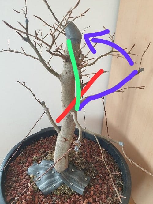 bei rot abschneiden, den blauen Ast als Stammfortführung so drahten dass er wie grün eingezeichnet ist