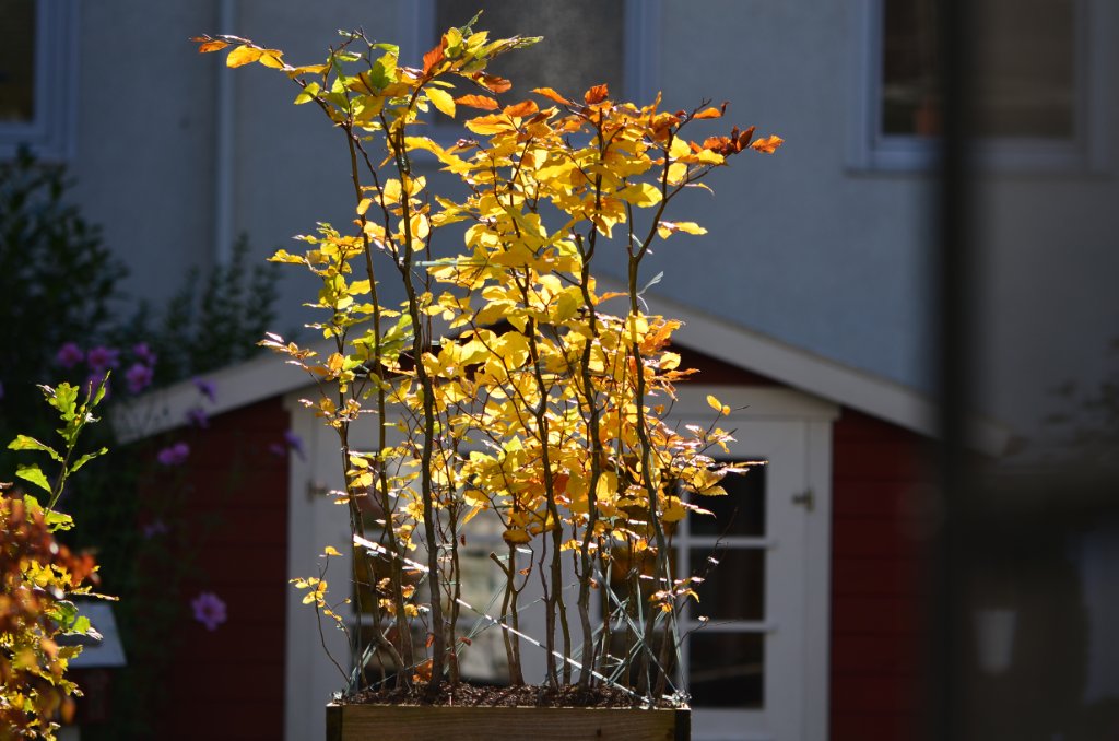 DSC_1697.JPG