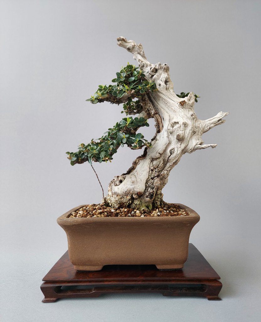 Olea sylvestris, Schale Terahata Satomi 26.03.2021